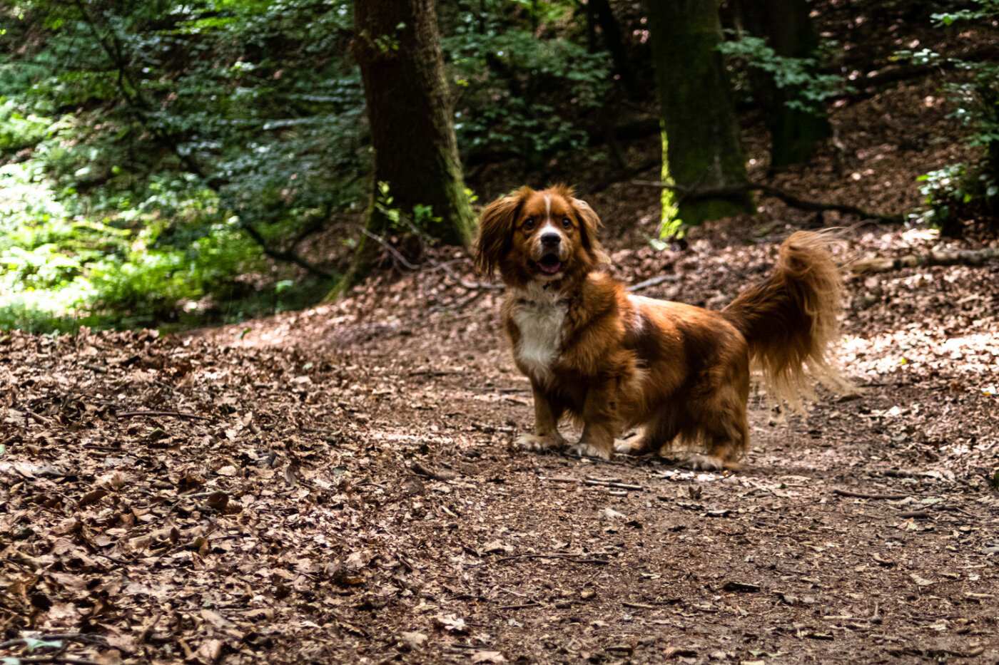 Huisdier portret close-up