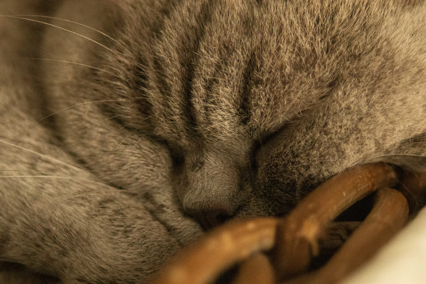 Huisdierfoto in natuurlijke omgeving