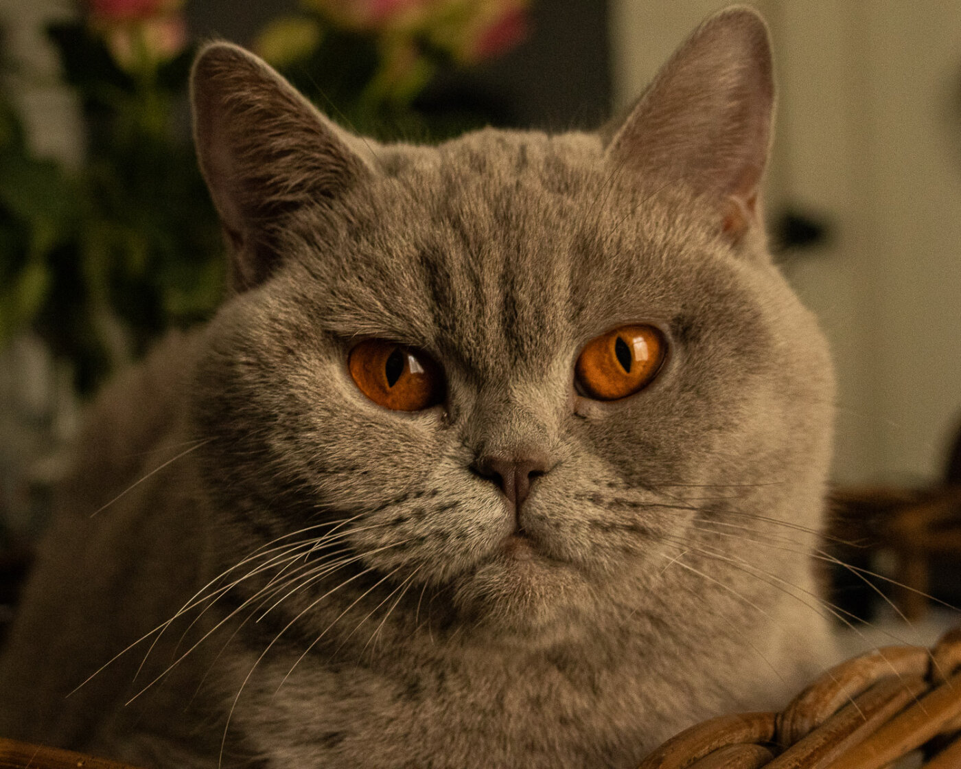 Speelse hondenfoto buitenshuis