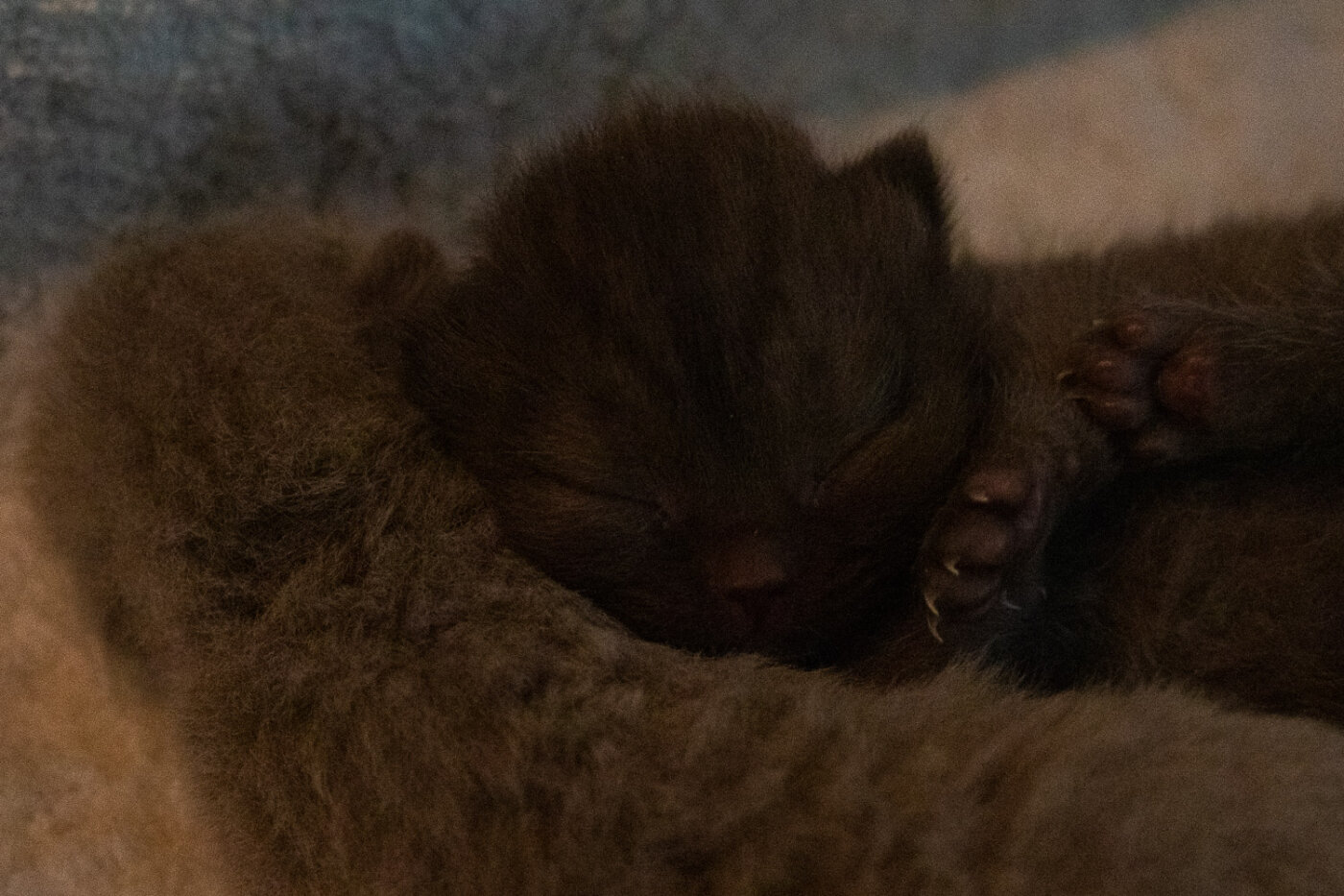 Hond en baasje samen gefotografeerd