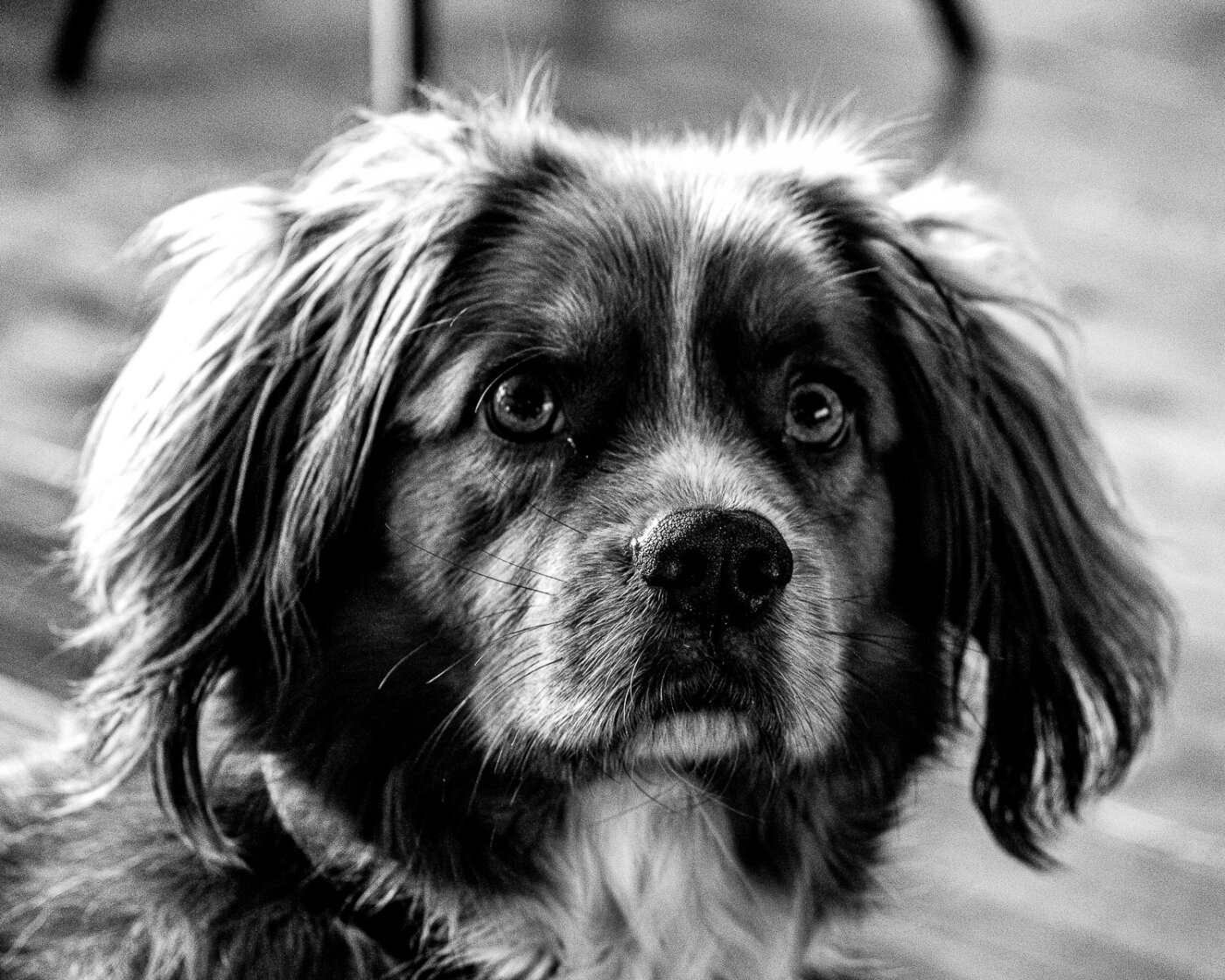 Hond portret in de natuur