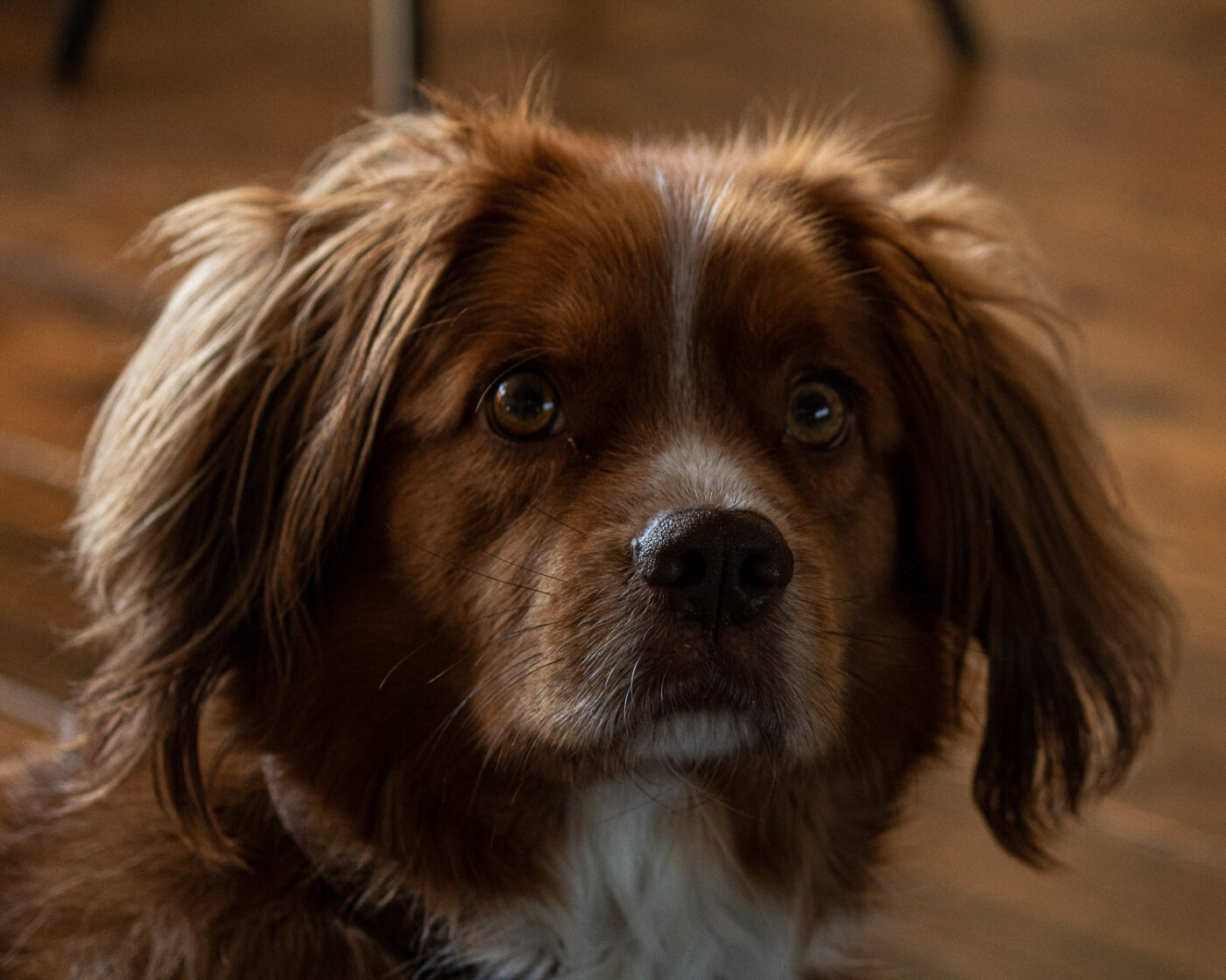 Huisdier met baasje op locatie