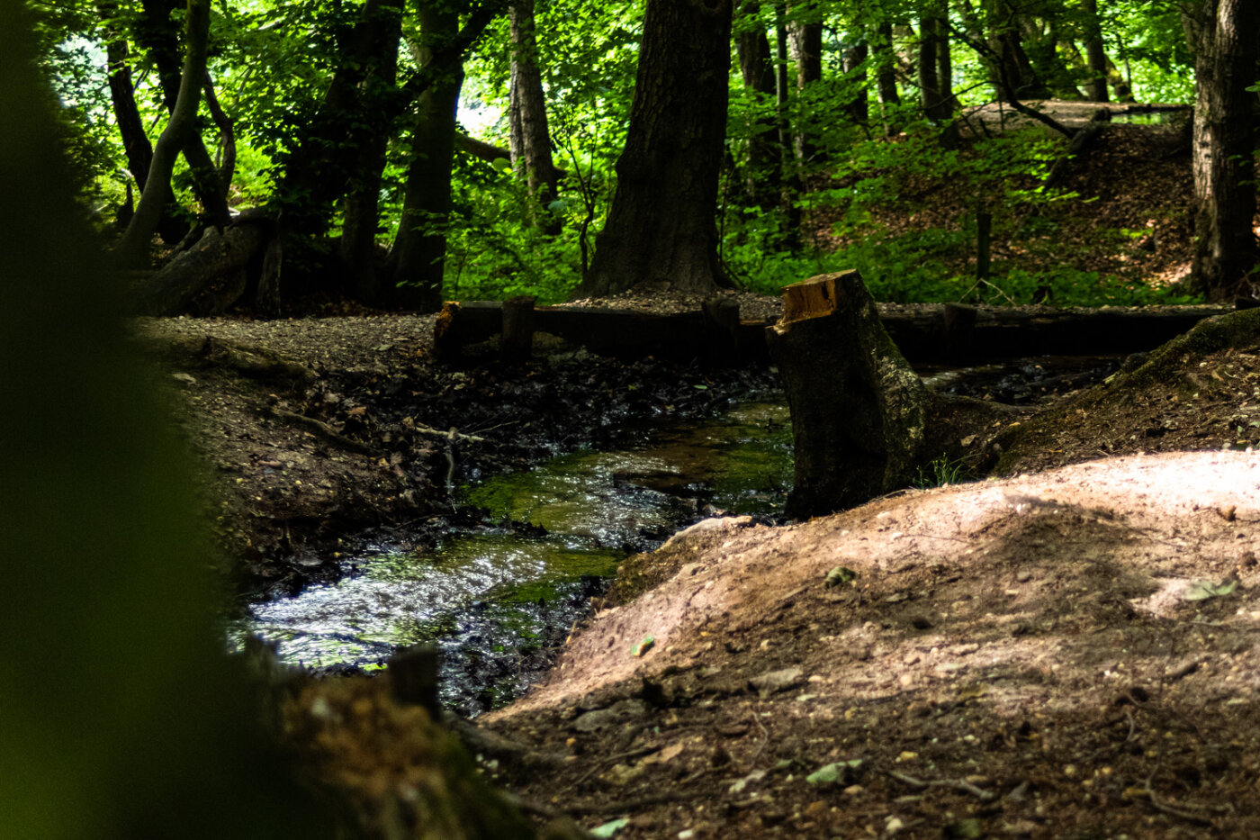 Detail opname in de natuur
