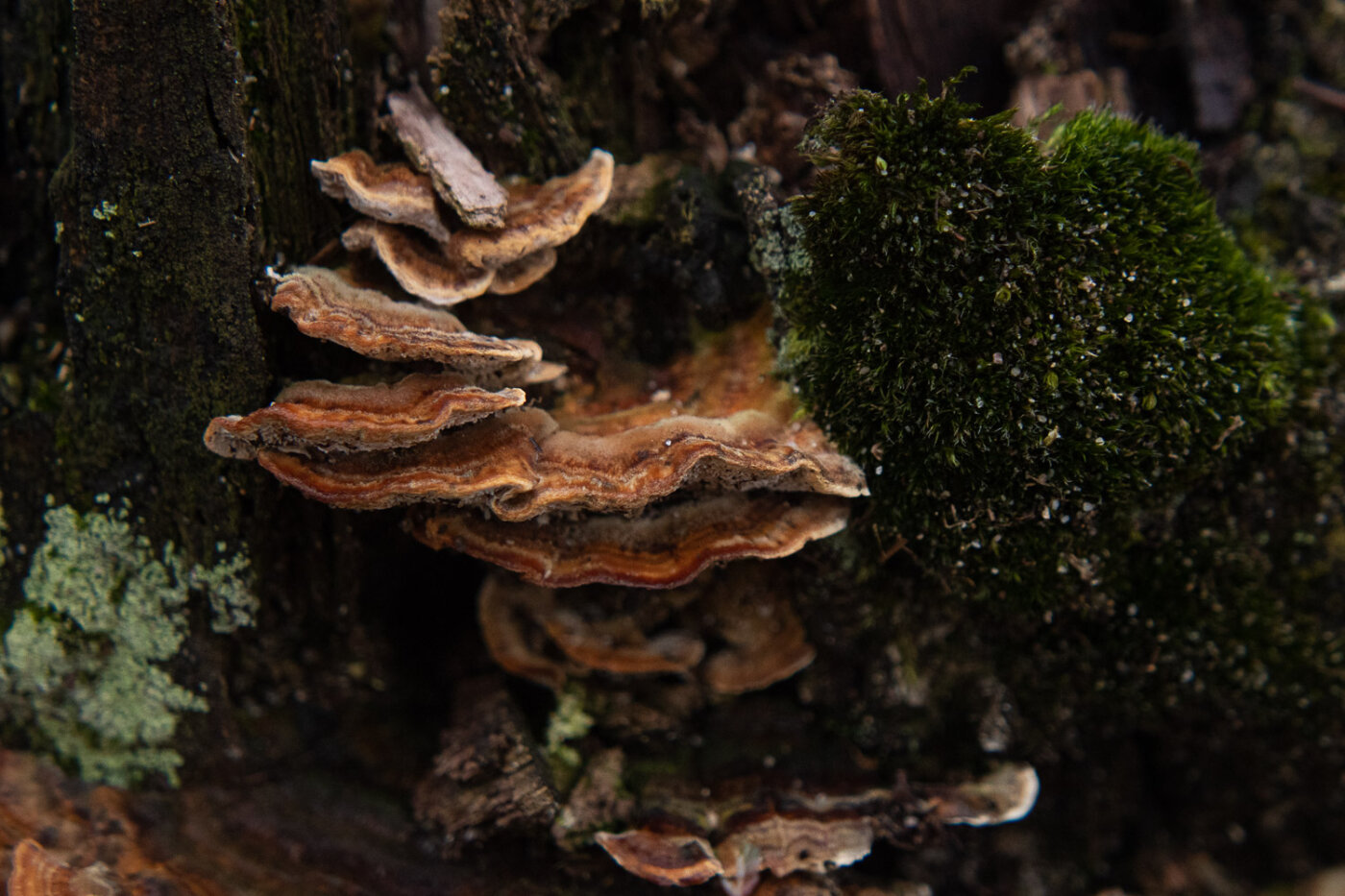 Landschapsfoto in ochtendlicht