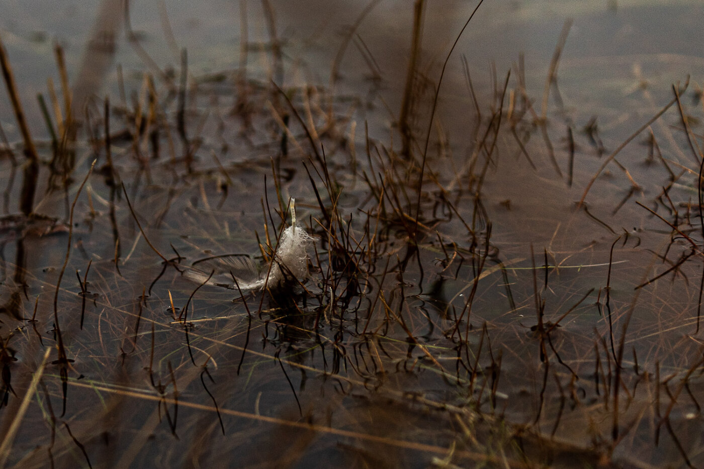 Creatief vrij werk portret