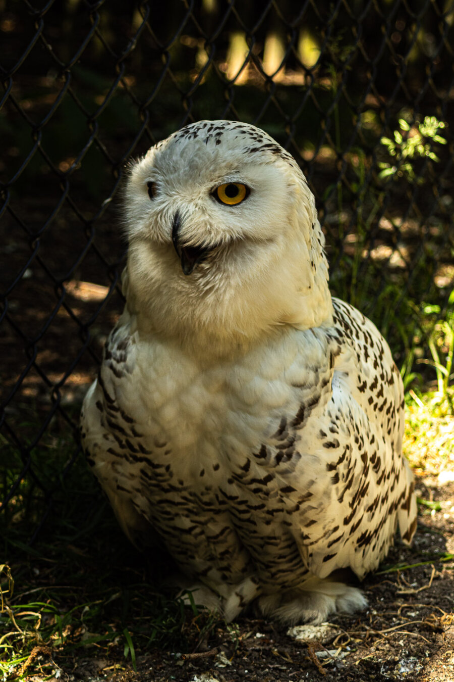 Creatieve fotografie met sfeerverlichting