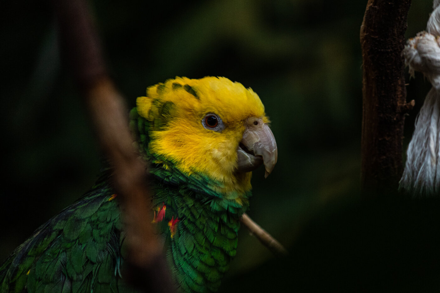 Artistieke foto met bokeh