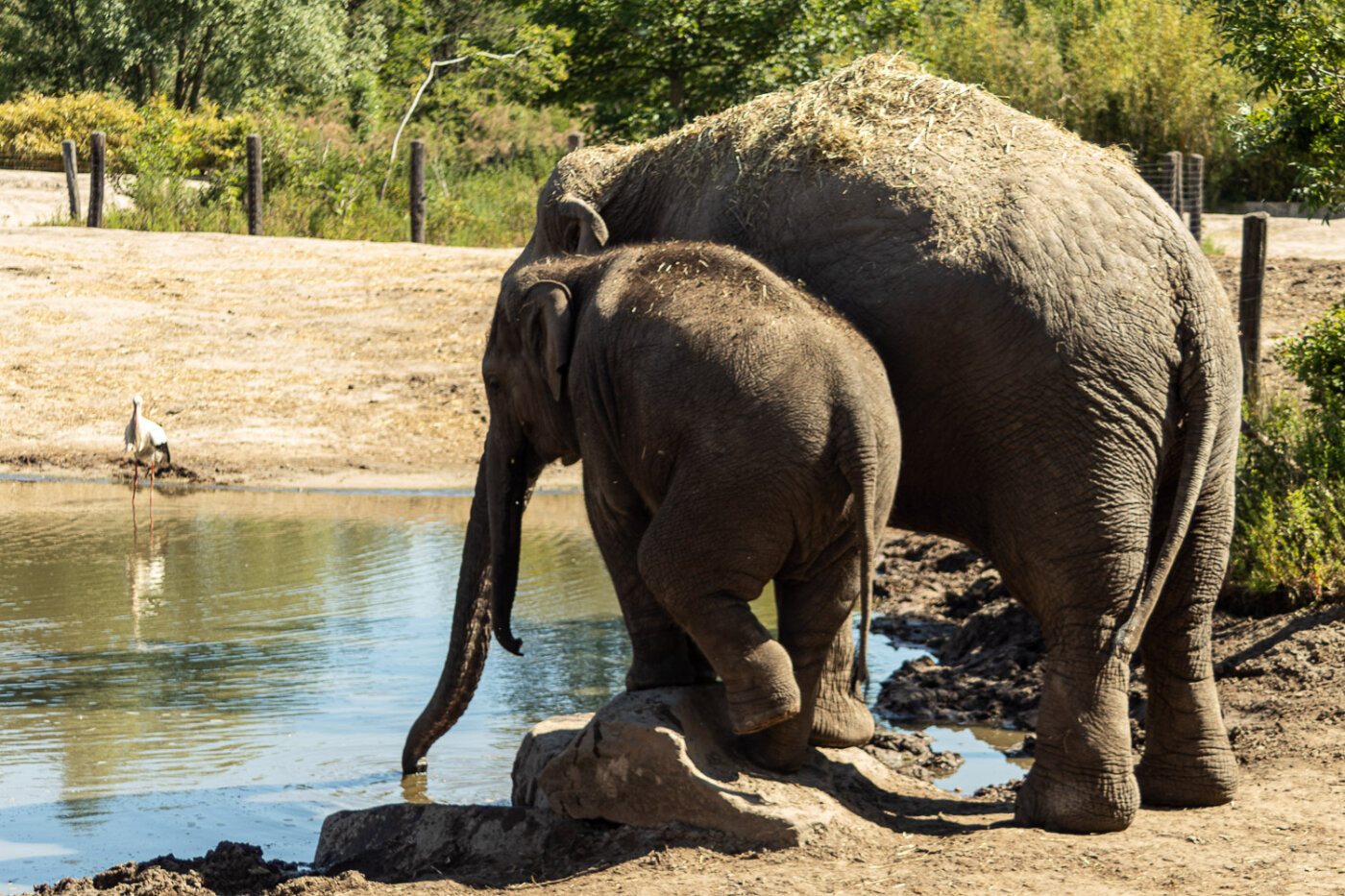 Natuur macro fotografie